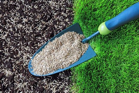 How to Reseed Lawn - Treeier