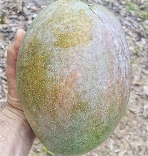 BeGrin Noorjahan Mango Big Size 3-5 Kg Live Plant Mamidi Mangifera ...