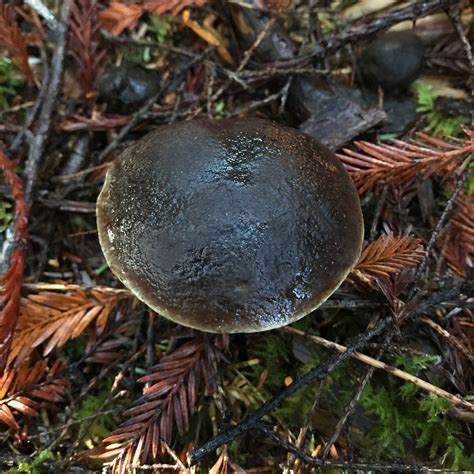 Xerocomellus atropurpureus | ShroomID