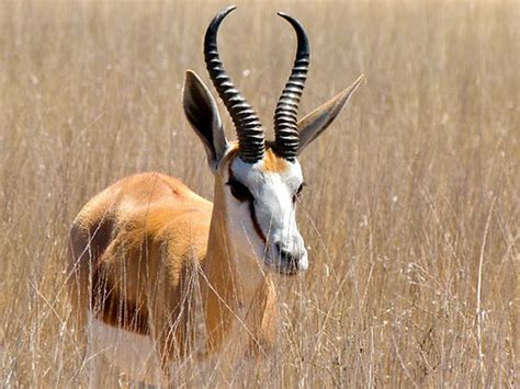 Image result for Springbok No. 1