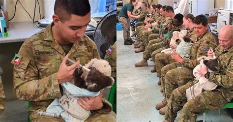 On Their Days Off, Australian Army Soldiers Are Taking Care Of Koalas ...