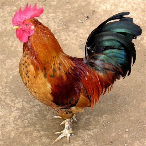 Chicken Little Game GUI Java 的图像结果