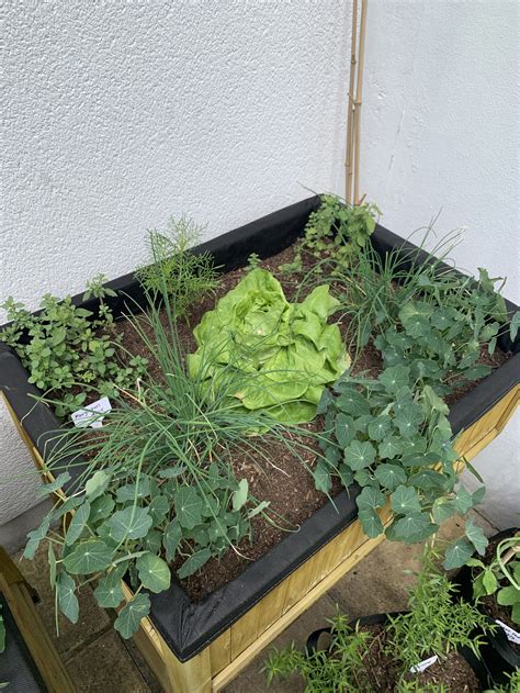 How to Start a Raised Bed Herb Garden — Meadowlark Journal