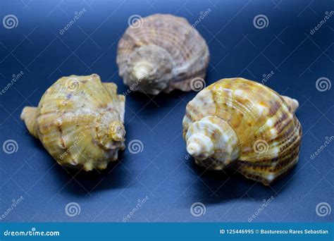 Three Sea Shells on a Blue Background Stock Image - Image of macro ...