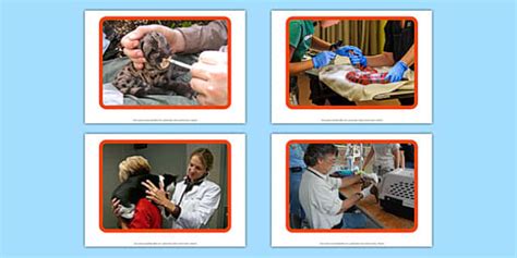 Vet Display Photos (teacher made) - Twinkl