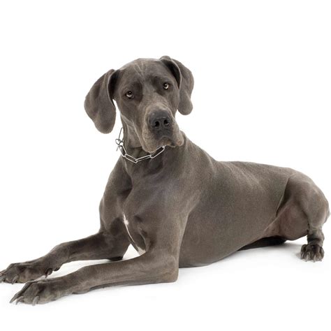 Great Dane Dog Breed » Information, Pictures, & More