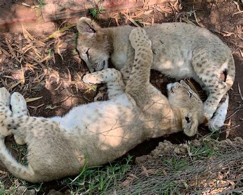 UKUTULA LODGE & GAME RESERVE (Brits) - 2026 Lodge Reviews, Photos, Rate ...