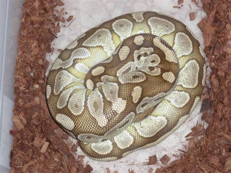 Image result for Ball Python Clutch