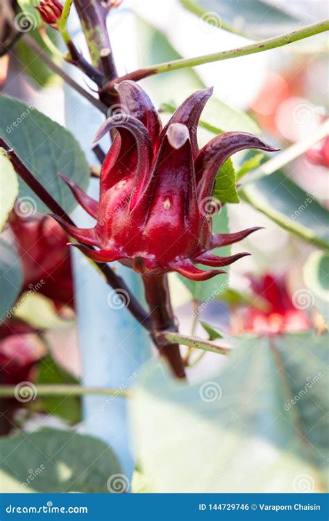 Hibiscus Sabdariffa or Roselle Plant Stock Photo - Image of green ...