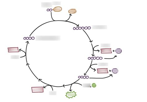 Krebs Cycle Explained Simply 的图像结果