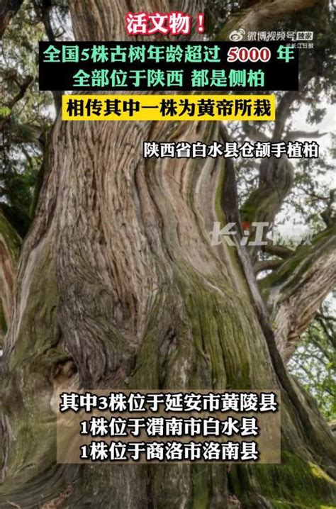 热搜第一！全国仅有5株5000岁古树，均在这一省！网友：见证了中华文明 | 每日经济网