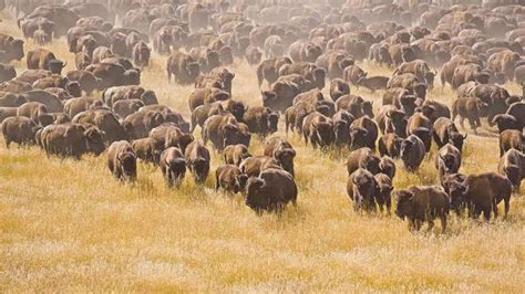7 animals that can sense natural disasters before they strike ...