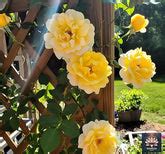 Home page – Plants Guru