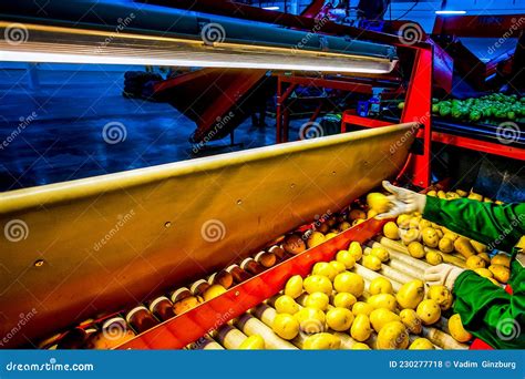 Image result for Potato Sorting Machine