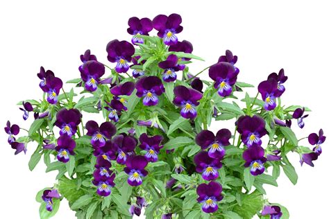 February Birth Flowers: Primrose and Violet | What Do They Mean? | The ...