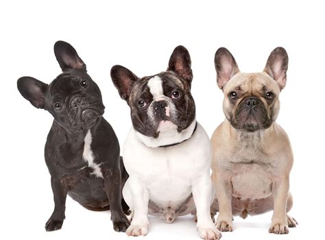How Much Do French Bulldogs Cost? - Frenchie Advice