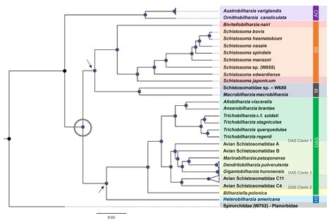 Phylogenomics and Diversification of the Schistosomatidae Based on ...