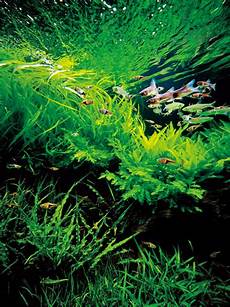amano aquascape takashi amano nature aquarium aquascapes t a g amano aquascape takashi amano nature aquarium aquascapes t a g