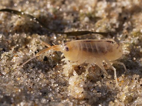 Sand Fleas - Sand Flea Symptoms, Control, Treatment, Bites On Humans