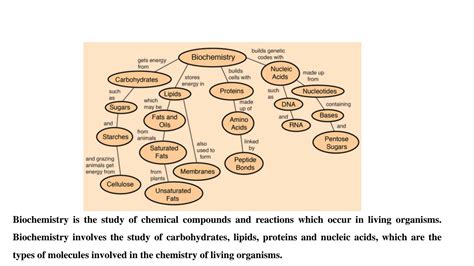 Biochemical Principles 的图像结果