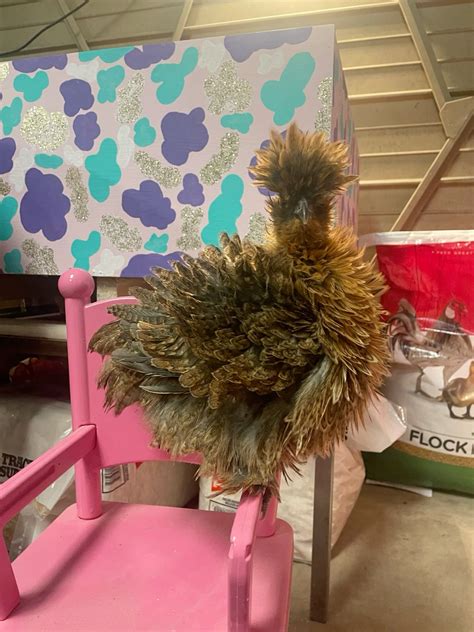 Partridge Frizzle Silkie Chicken | Silkie chickens, Cute chicken coops ...