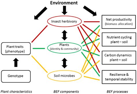 Willow Short-Rotation Coppice as Model System for Exploring Ecological ...