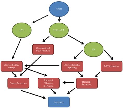 PTEN, Longevity and Age-Related Diseases