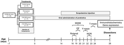 Lactobacillus helveticus CNU395 and L. paracasei CNU396 Alleviate ...
