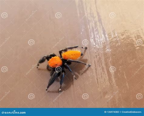 Orange And Black Spider
