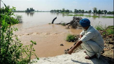 Six lakh acres paddy submerged in Punjab | Hindustan Times