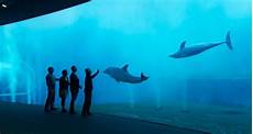 quanto costa l ingresso all acquario di genova acquario di genova sta lo sconto sui biglietti quanto costa l ingresso all acquario di genova acquario di genova sta lo sconto sui biglietti