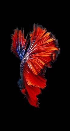 Original Iphone 6 Iphone Wallpaper by Iphone 6s And Iphone 6s Plus Wallpaper Fish Original Iphone 6 Iphone Wallpaper