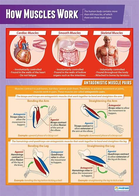 Buy Muscles | Science Posters | Laminated Gloss Paper measuring 33” x ...