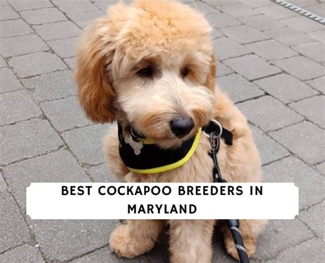 Image result for Cockapoo Breeders
