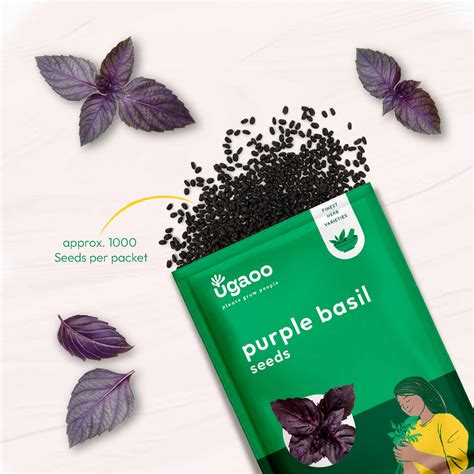 Purple Basil Seeds – Ugaoo