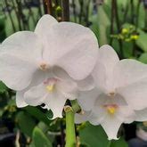 Blooming Orchid | Moth Orchid Flower Colors | Orchid-Tree