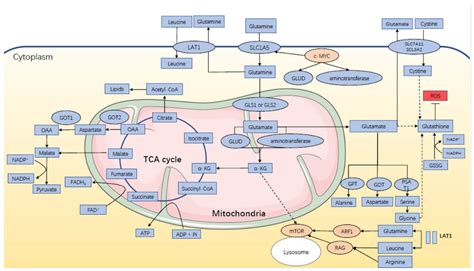 Hormone-Glutamine Metabolism: A Critical Regulatory Axis in Endocrine ...