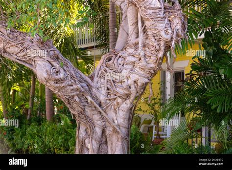 Image result for Interlinked Tree