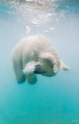 Image result for Baby Polar Bear Animals