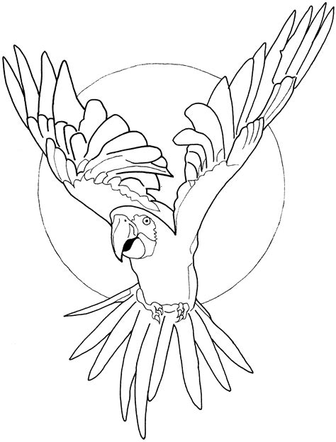 Image result for Parrot Line Drawing