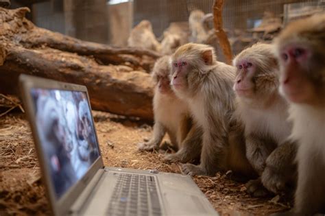 Pet Monkey Aggression 的图像结果