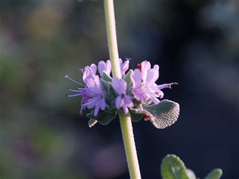 Salvia leucophylla 'Pt Sal Spreader' (Purple Sage Selection)