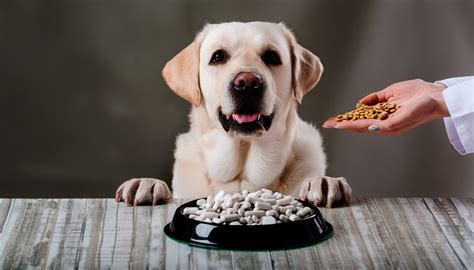 What are Labradors favorite food? - homepetguide.com