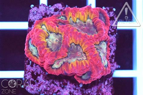 Coral Zone (Saint Martin) 2