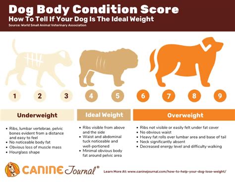 Cockapoo Weight Chart 的图像结果