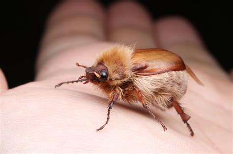 丸山宗利 a.k.a. まう山🐜 on Twitter | コガネムシ, 節足動物, 虫