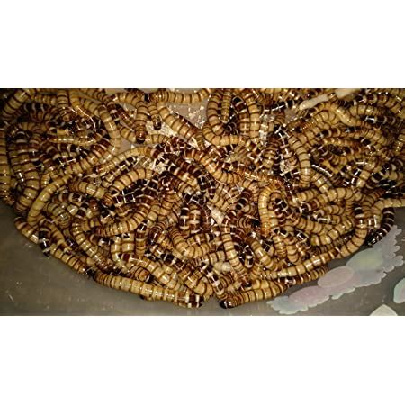 Buy Infiniti Insects Live Mealworms Fish Food - 500 Pieces Online at ...
