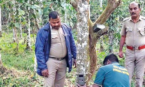 Camera traps fixed to monitor leopard spotted at private tea estate in ...