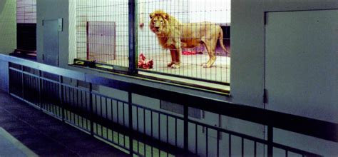 The Animal Within at mumok Vienna - Artmap.com