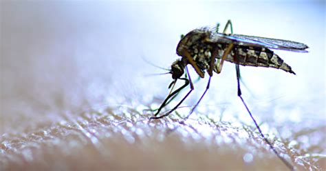 Assam On High Alert As Japanese Encephalitis Cases Surge In State: Know ...
